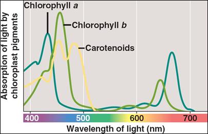 http://www.nicerweb.com/bio1152/Locked/media/ch10/10_09PhotosynthWavelength.jpg