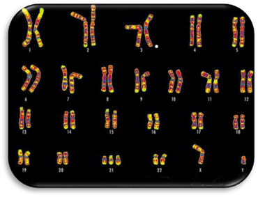 http://i1113.photobucket.com/albums/k501/Psychojenic/DWD/karyotypetrisomy21.jpg