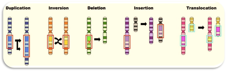 http://www.vce.bioninja.com.au/_Media/block_mutations_med.jpeg