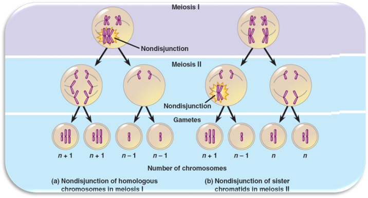 http://bio1151.nicerweb.com/Locked/media/ch15/15_12Nondisjunction_L.jpg
