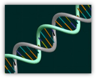 https://virtuallearningacademy.net/VLA/LessonDisplay/Lesson7917/SCIBU17_Gene_Mutation_image003.png