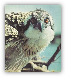http://www.epa.gov/history/images/h13.jpg