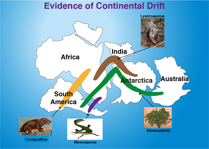 https://escolar.tech/images/TSE/Stage2/Evidence-of-Continental-Drift%20(3).png