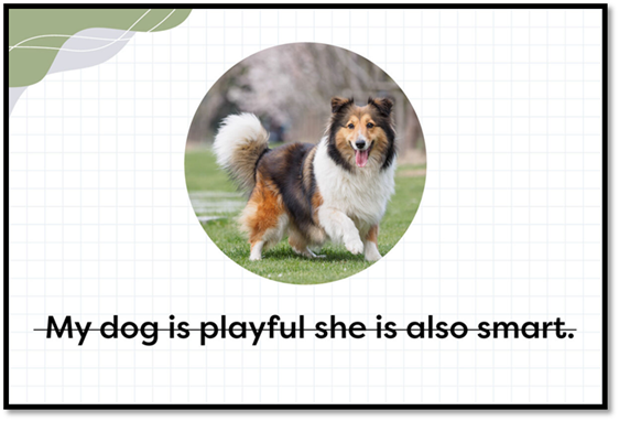 Shetland Sheepdog outdoors on grass meadow with run-on Sentence