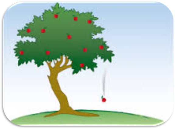 Image result for apple falls from tree gravity