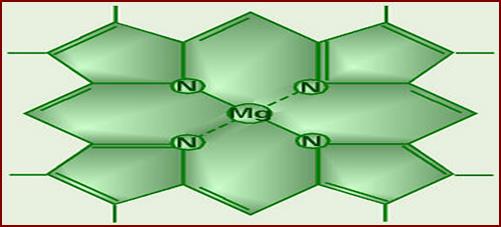 Central Structure of Chlorophyll