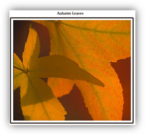 http://www.zgfwest.com/media/Autumn%20leaves%20lr.jpg