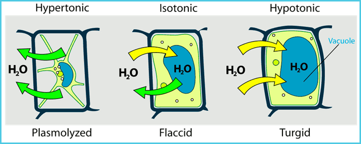 http://www.wpclipart.com/plants/diagrams/Turgor_pressure_on_plant_cells_diagram.jpg