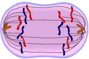 https://virtuallearningacademy.net/VLA/LessonDisplay/Lesson7911/SCIBU11_Mitosis_image003.png