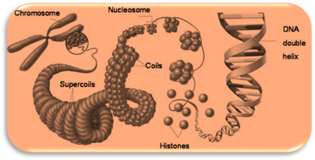 http://14yunhyu.files.wordpress.com/2013/01/00-eukaryotic-chromosomes.jpg