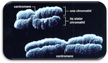 http://www.uic.edu/classes/bios/bios100/lecturesf04am/realchromo.jpg