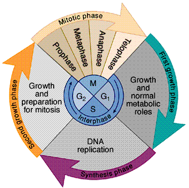 http://www.robertlfurler.com/wp-content/uploads/2012/01/cell_cycle.jpg