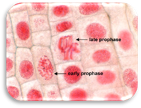 http://image.123tagged.com/images/p/prophase-2291.jpg