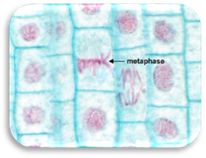 http://faculty.ccbcmd.edu/~gkaiser/biotutorials/dna/mitosis/images/metaphase1_pc.jpg