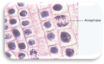 http://jacusers.johnabbott.qc.ca/~biology/NYA/labs/NYALAB4/onionanaaphase.jpg