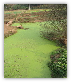 http://upload.wikimedia.org/wikipedia/commons/thumb/7/74/River_algae_Sichuan.jpg/220px-River_algae_Sichuan.jpg