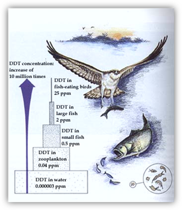 http://www.fws.gov/contaminants/images/DDT.jpg