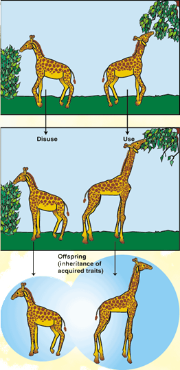 http://img.sparknotes.com/figures/1/1534327ece5d347f8fe2828c8fdb7677/giraffe.gif