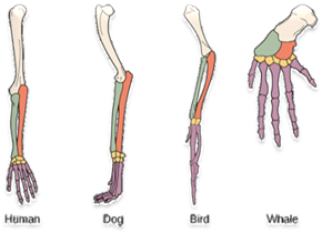 http://cnx.org/content/m45491/latest/Figure_11_03_02.jpg