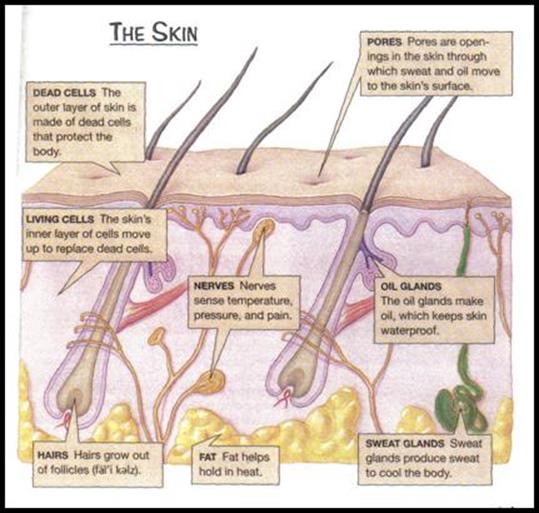 https://virtuallearningacademy.net/vla/LessonDisplay/Lesson1309/HealthL04Excretory_System_image005.jpg