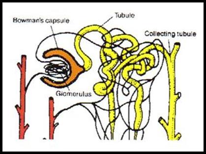 https://virtuallearningacademy.net/vla/LessonDisplay/Lesson1309/HealthL04Excretory_System_image011.jpg