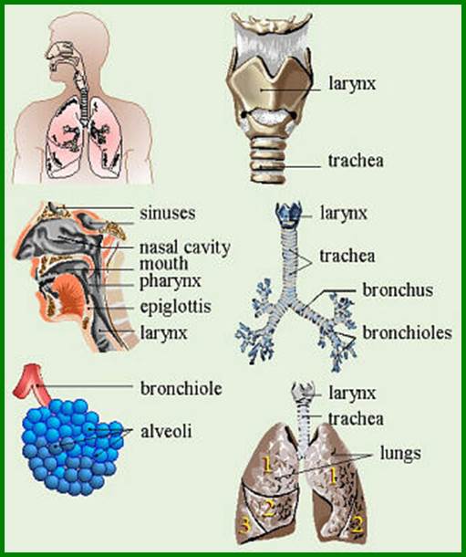 HEALTHL06Repiratory