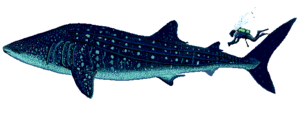 A size comparison of a whale shark and a human.