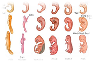 http://images.tutorvista.com/content/organic-evolution/vertebrate-embryos.jpeg