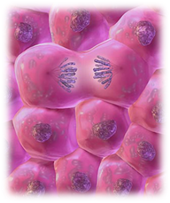 http://www.healthfiend.com/wp-content/uploads/2011/04/Re-epithelialization-through-cell-division.jpg