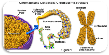 chromatin structure