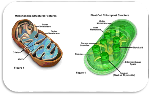 粒線體(Mitochondria)及葉 體(Chloroplast)的結構簡圖。