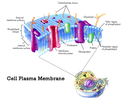 http://ccaoscience.files.wordpress.com/2011/04/cell-plasma-membrane.jpg