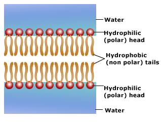 http://2.bp.blogspot.com/-iCcyx8xJiwg/T5vzibLnboI/AAAAAAAABXI/poyNUg3455Y/s1600/lipid-bilayer-structure.jpeg