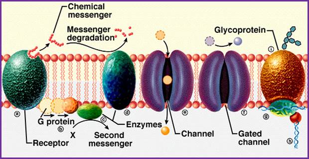 http://beauchemin.wikispaces.com/file/view/g_protein.jpg/30468127/g_protein.jpg