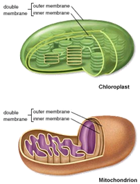 http://4.bp.blogspot.com/-3Sh1IjeNAiA/Thh5bzQNQhI/AAAAAAAAAIo/QxzrENdwfpQ/s1600/Mitochondria+%2526+Chloroplast.jpg