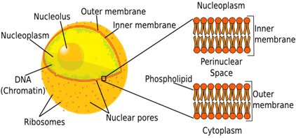 http://education-portal.com/cimages/multimages/16/nuclear_membrane.png