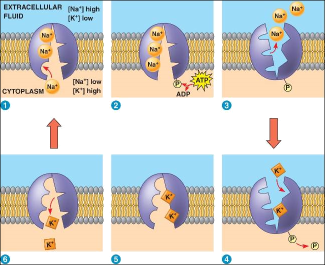 http://www.bio1151.nicerweb.com/Locked/media/ch07/07_16SodiumPotassiumPum_7-L.jpg