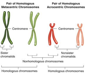 http://classconnection.s3.amazonaws.com/737/flashcards/559737/png/homologous_chromosomes1312861901987.png