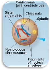 http://classconnection.s3.amazonaws.com/582/flashcards/560582/jpg/13_08meiosis_i-prophase1335321469689.jpg