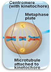 http://bio1151.nicerweb.com/Locked/media/ch13/13_08meiosis_I-metaphase.jpg