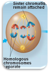 http://bio1151b.nicerweb.com/Locked/media/ch13/13_08meiosis_I-anaphase.jpg