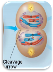 http://bio1151.nicerweb.com/Locked/media/ch13/13_08meiosis_I-telophase.jpg