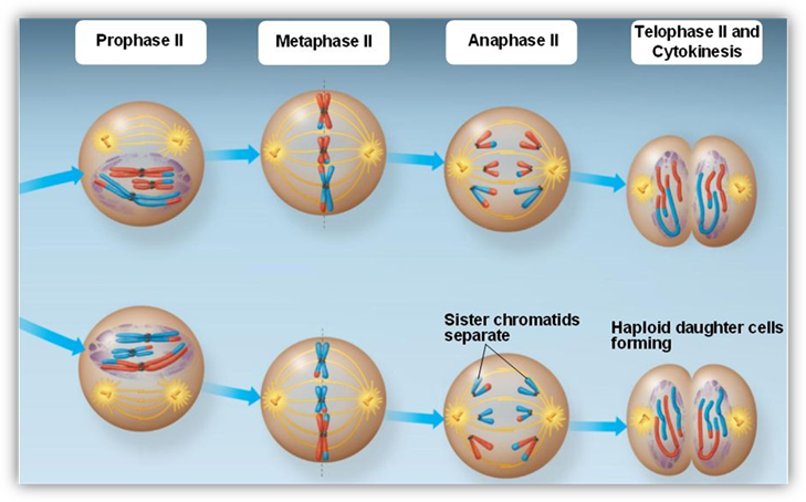 http://bio1151.nicerweb.com/Locked/media/ch13/13_08bAnimalMeiosisTwo.jpg