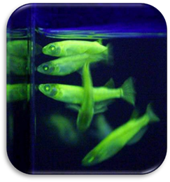 http://bradaptation.com/wp-content/GloFish.jpg