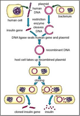 http://www.mhhe.com/biosci/esp/2001_gbio/folder_structure/ge/m6/s1/assets/images/gem6s1_2.jpg