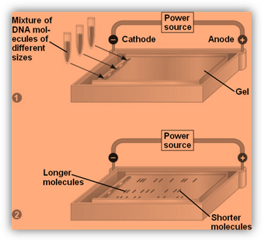 http://bio1151.nicerweb.com/Locked/media/ch20/20_08GelElectrophoresis.jpg