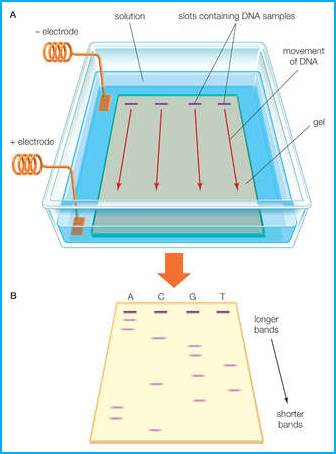 http://1.bp.blogspot.com/-DUHztDPI6kE/UiwZHYAY-VI/AAAAAAAA3Vo/gC7leYX7M_c/s1600/Gel+electrophoresis+apparatus.JPG