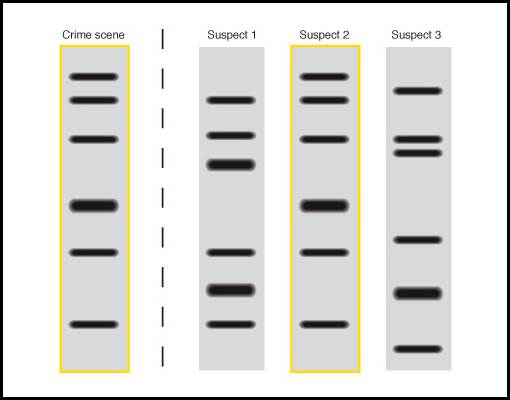 http://geneed.nlm.nih.gov/images/dna_fingerprinting_sm.jpg