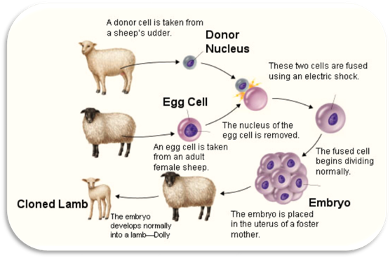 http://science9reproduction.wikispaces.com/file/view/cloning2.jpg/211287330/cloning2.jpg