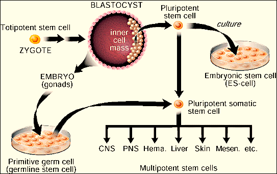 http://ecordbloodbanking.com/wp-content/uploads/2011/07/Stem-Cell-4.gif